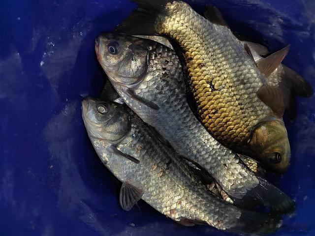 鲫鱼|钓鱼日记——2023年5月27日(巩华城夜钓)