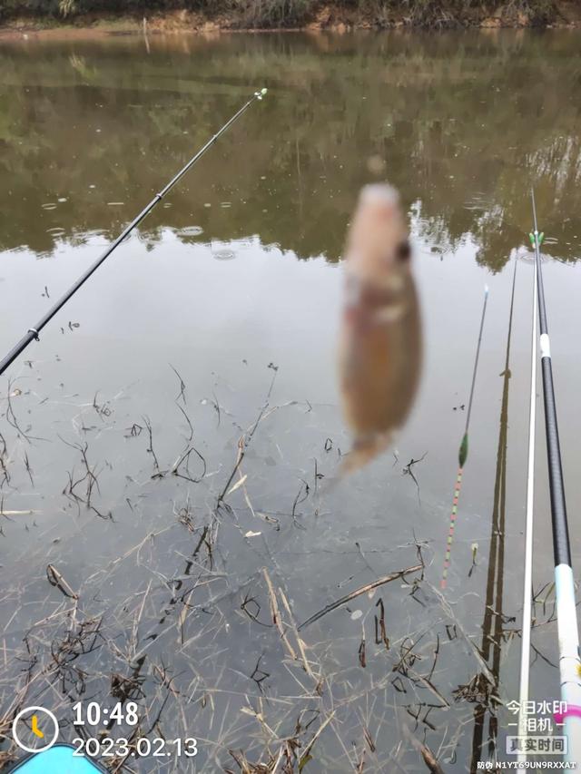 |意想不到,大鲫连连
