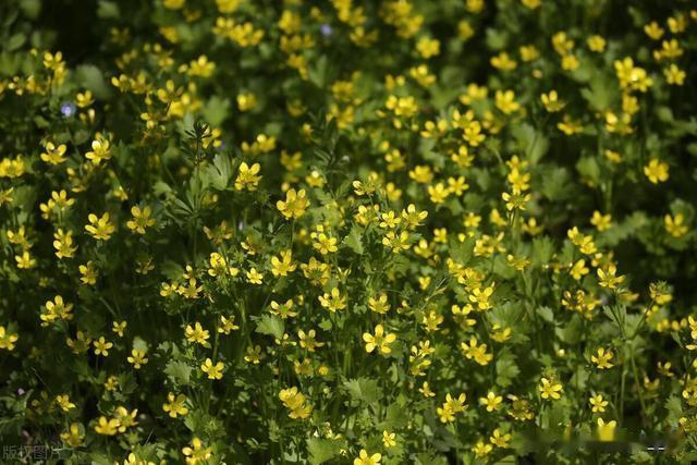 用一张方子解决肺结节后,我才明白:扼杀中医的就是中医自己!