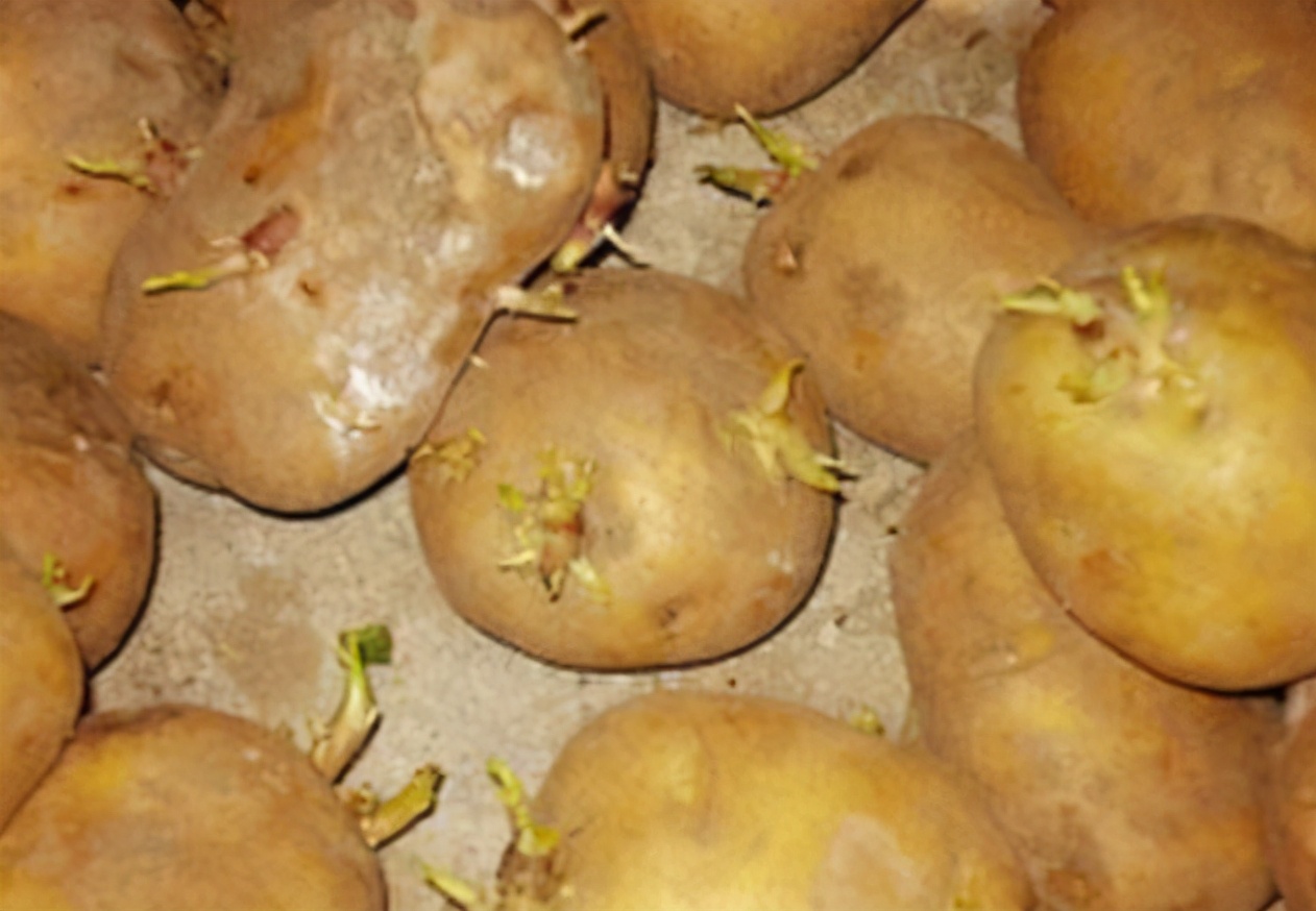 发芽的土豆究竟能不能吃?原来一直误会了,看完记得告知家里人!