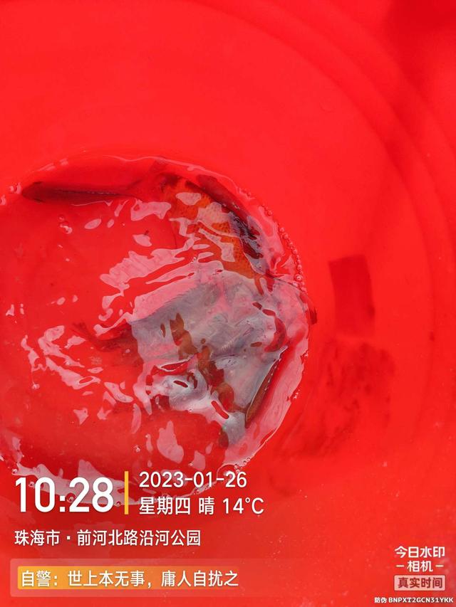 |退水浅中找深,上小钩却遇大鱼,欢乐惊喜一样都不缺