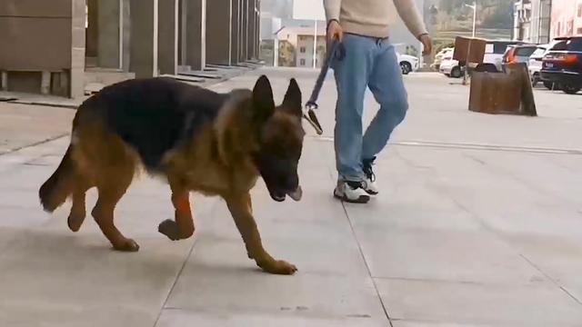 德牧犬被无情抛弃致多器官衰竭,救助站救援后主人上门想讨回
