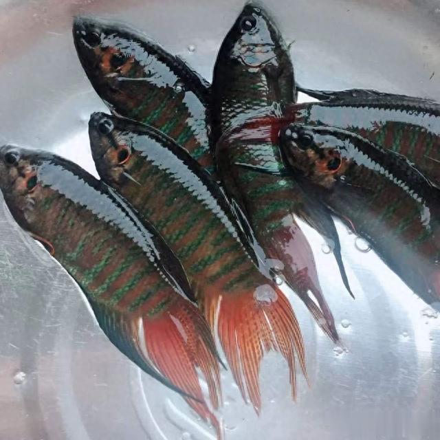 日本天皇|曾多到没人吃的4种小鱼，如今身价翻倍，成日本天皇的心头好？