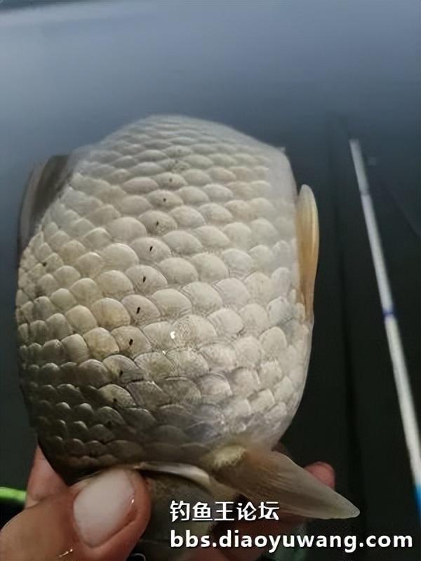 |天乐鲫竿弯弓现,大鲫大鲤争上岸