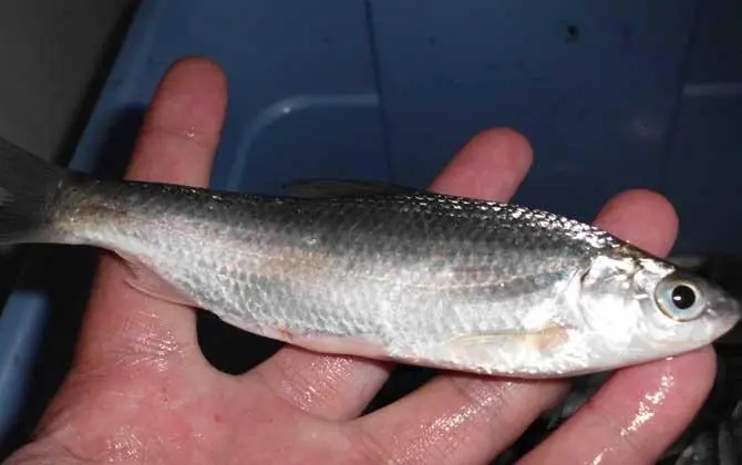 |钓浮调漂并不难,但想发挥出好效果,还需注意这4点