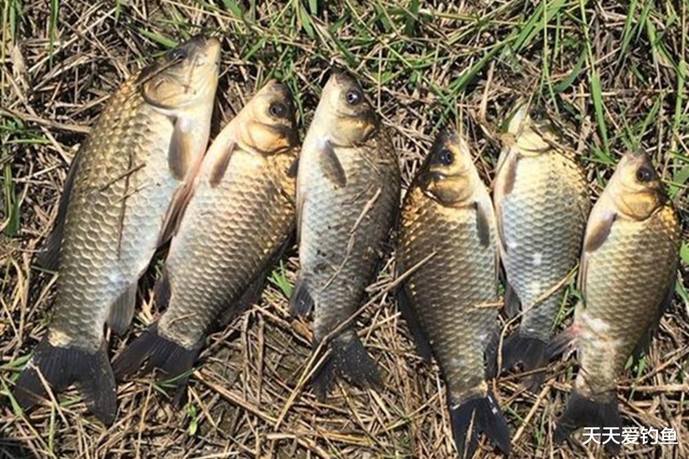 冬季野钓鲫鱼,通过“现象”看“本质”,这些鱼窝可以“看”出来