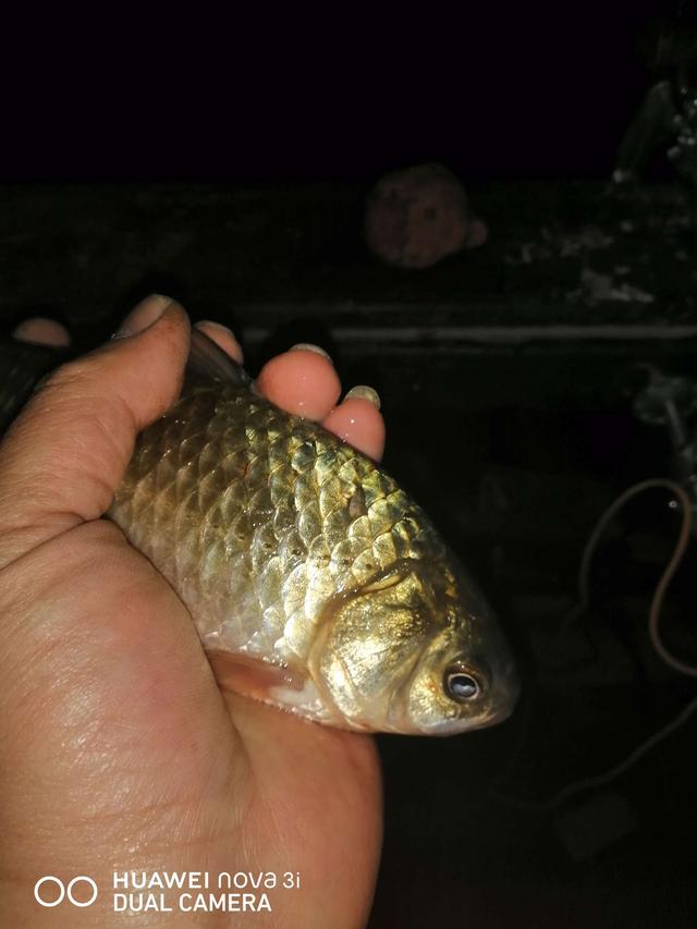 |夜战桥头，筏竿战板鲫。