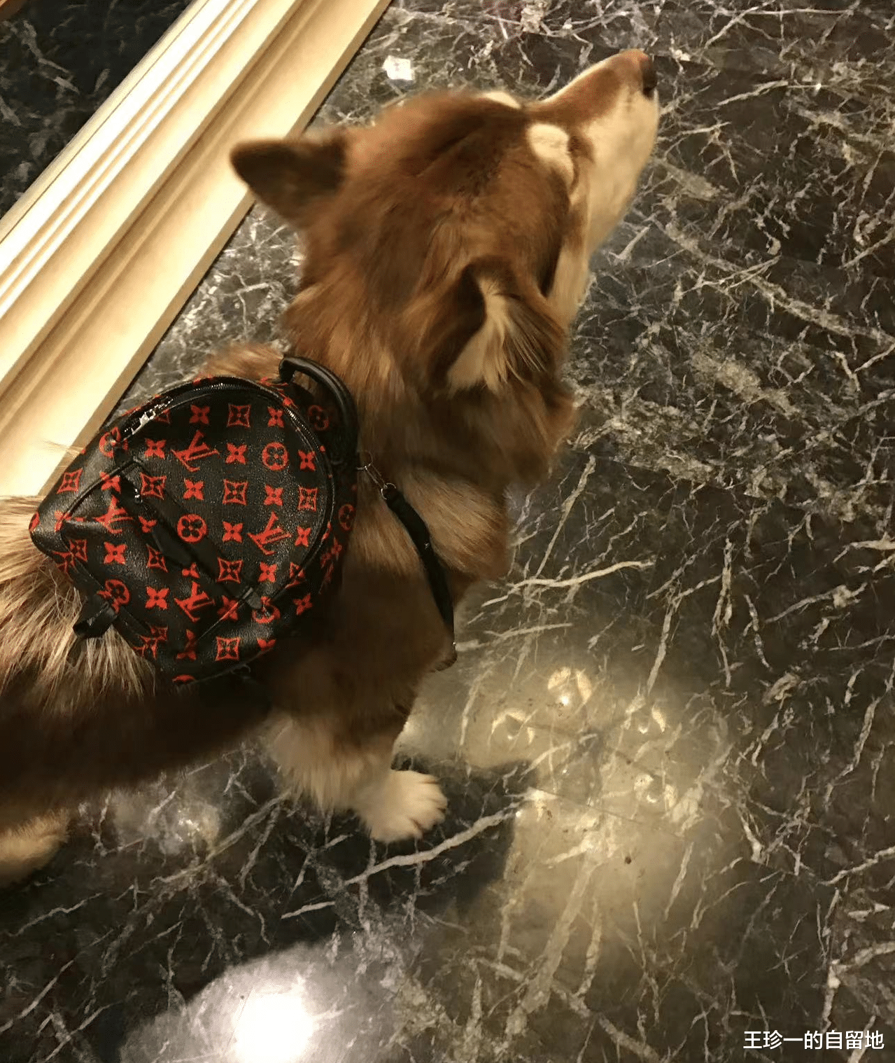 李双江|一天5个瓜！李双江夫妇疑为李天一出狱接风，曝具俊晔携2.2亿逃跑