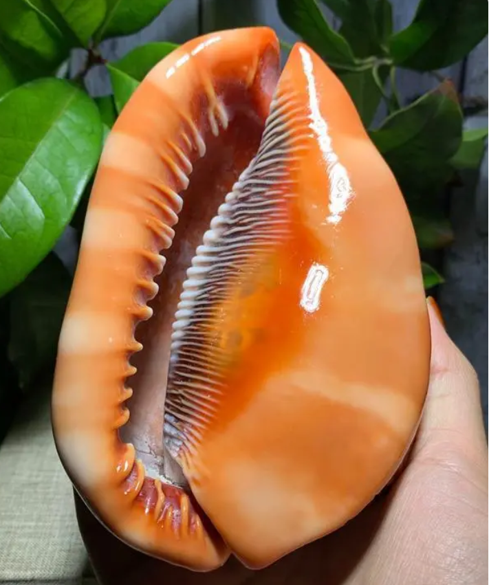 翡翠|盘海螺包浆过后也是绝绝子！