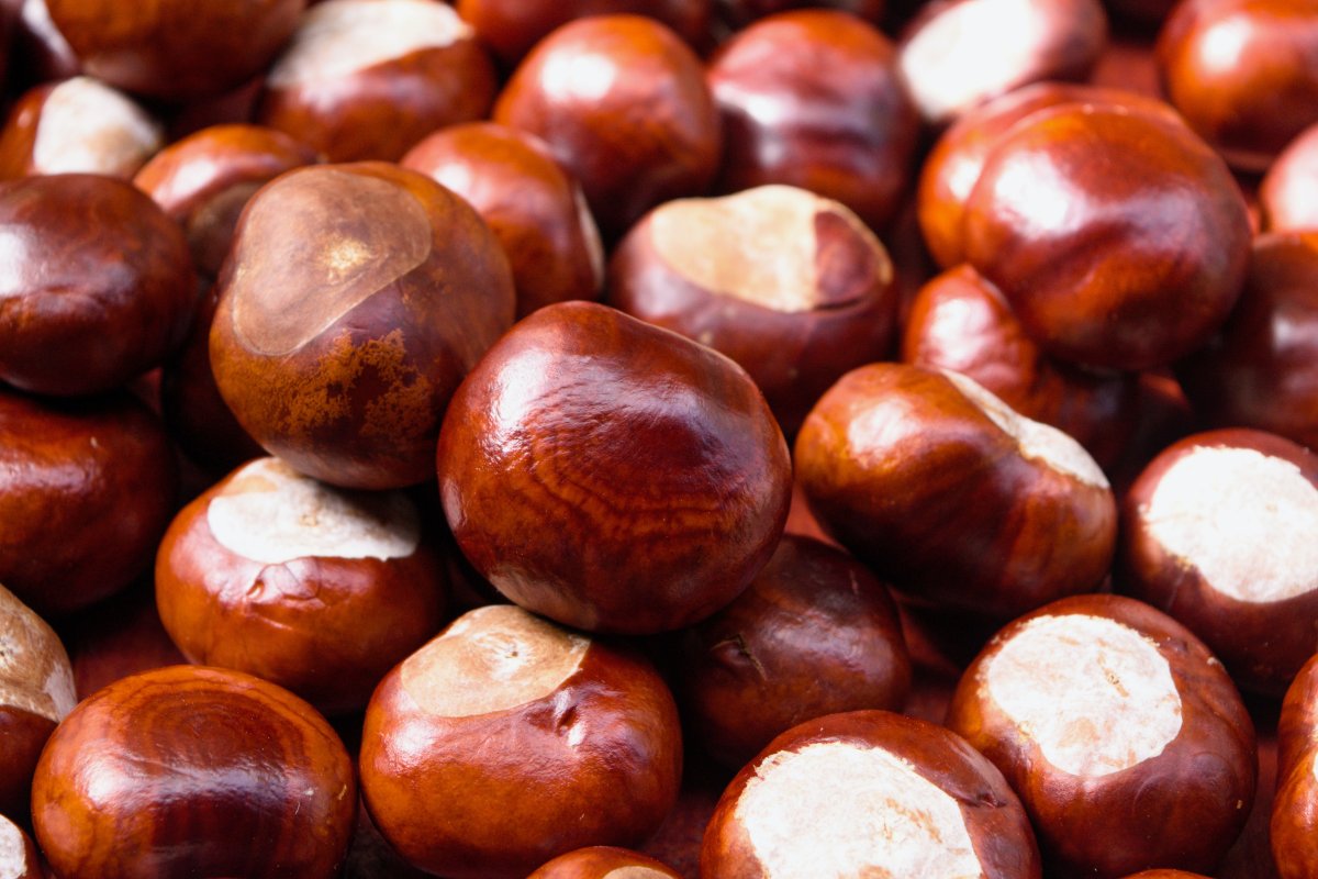 板栗|挑板栗时，别只会选大的，记住这些小窍门，个个香甜饱满又软糯