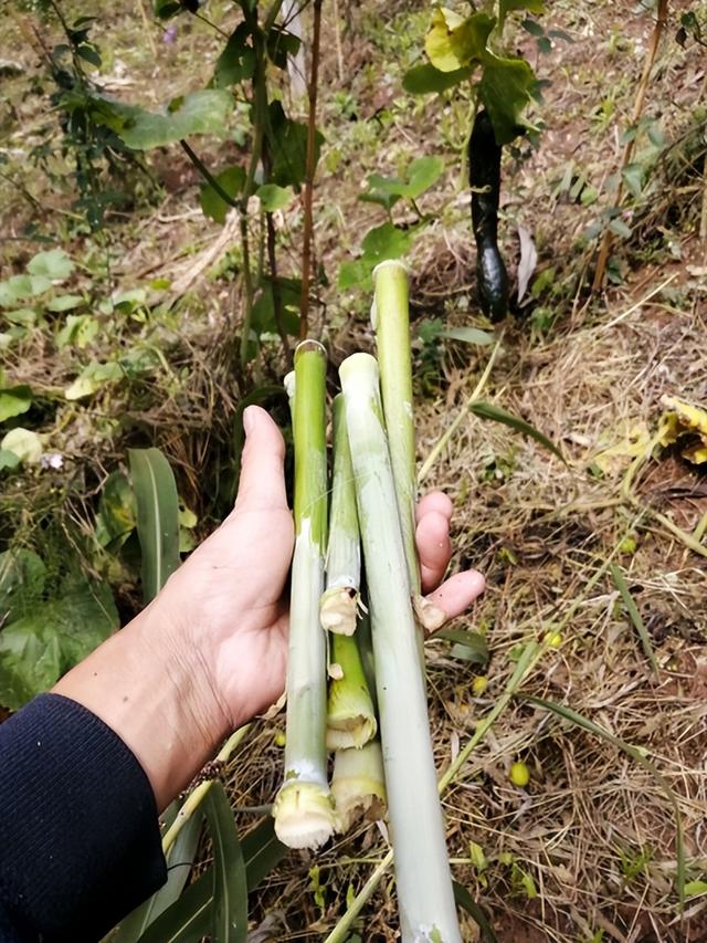 水果|越来越少见的4种水果，在80年代很受欢迎，如今你能买到几种?