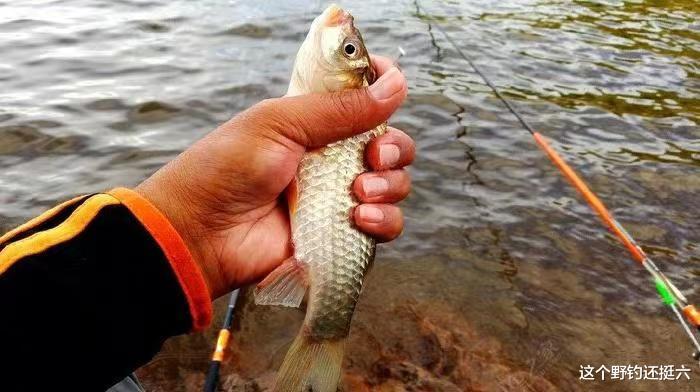 如何让收竿鱼不再难钓?两种不同的方法应对有鱼没口,立竿见影!