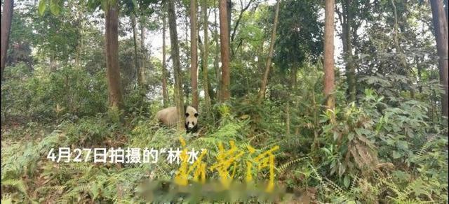 大熊猫|中国大熊猫保护研究中心澄清多只大熊猫相关谣言
