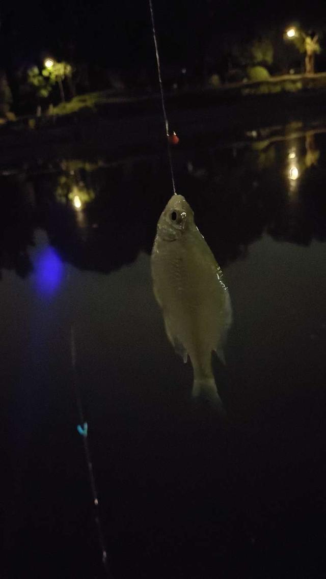 鲫鱼|夜钓偶遇女钓手,早春难钓小有收获