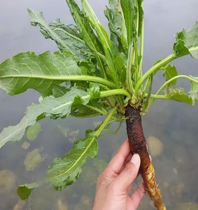 牛都不吃的农村野草，为何古人视若珍宝，还称呼它为“金不换”？