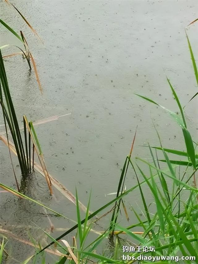 战台风,钓三伏,遇大雨