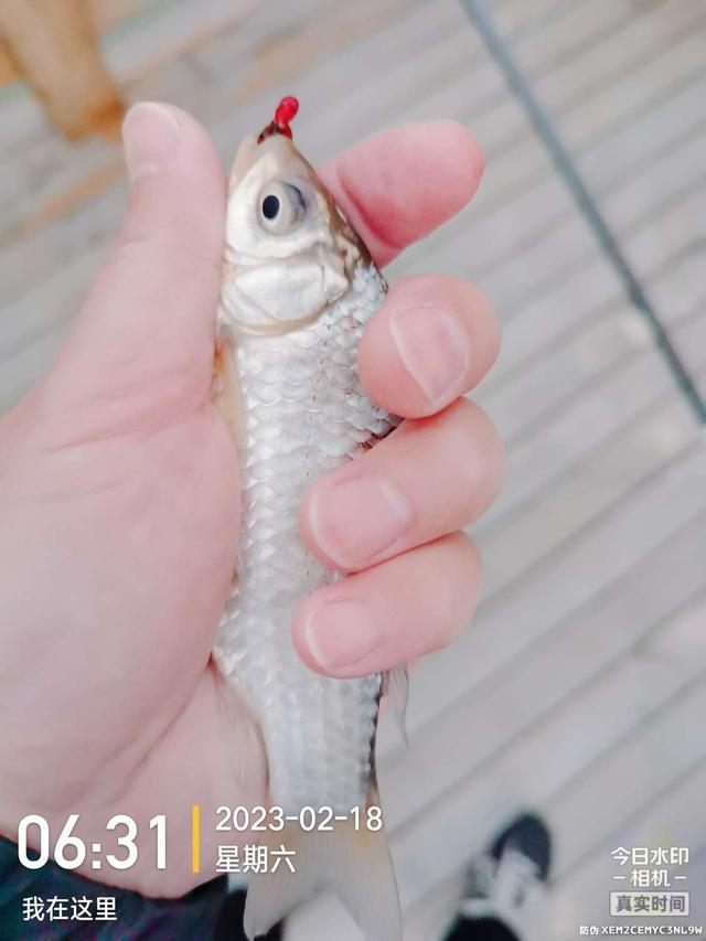 黄鱼|徐胖奶鲫秘密基地，大叔弯弓生擒大鲤