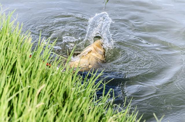 鲤鱼|春季水库钓鲤鱼,调漂技巧用对了,上鱼又快又准!