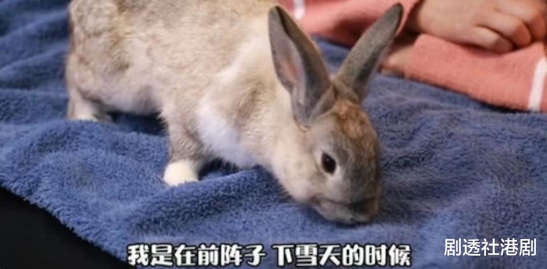 周海媚|人美心善!港知名女星晒万尺豪宅再添新宠,独居北京不婚不生