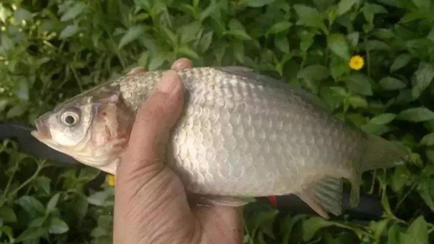 |大家是否发现一怪现象，春季钓住的鲫鱼多是母鱼？原因何在？