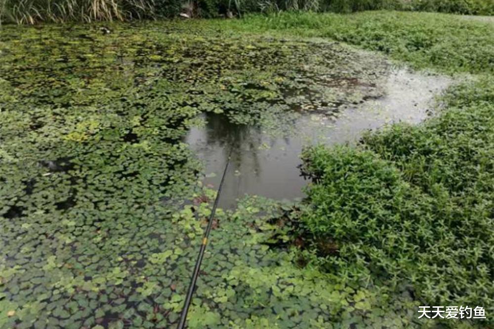 鲫鱼|气温越高鲫鱼越难钓,找这4种水草钓位,大鲫鱼在这里“乘凉”