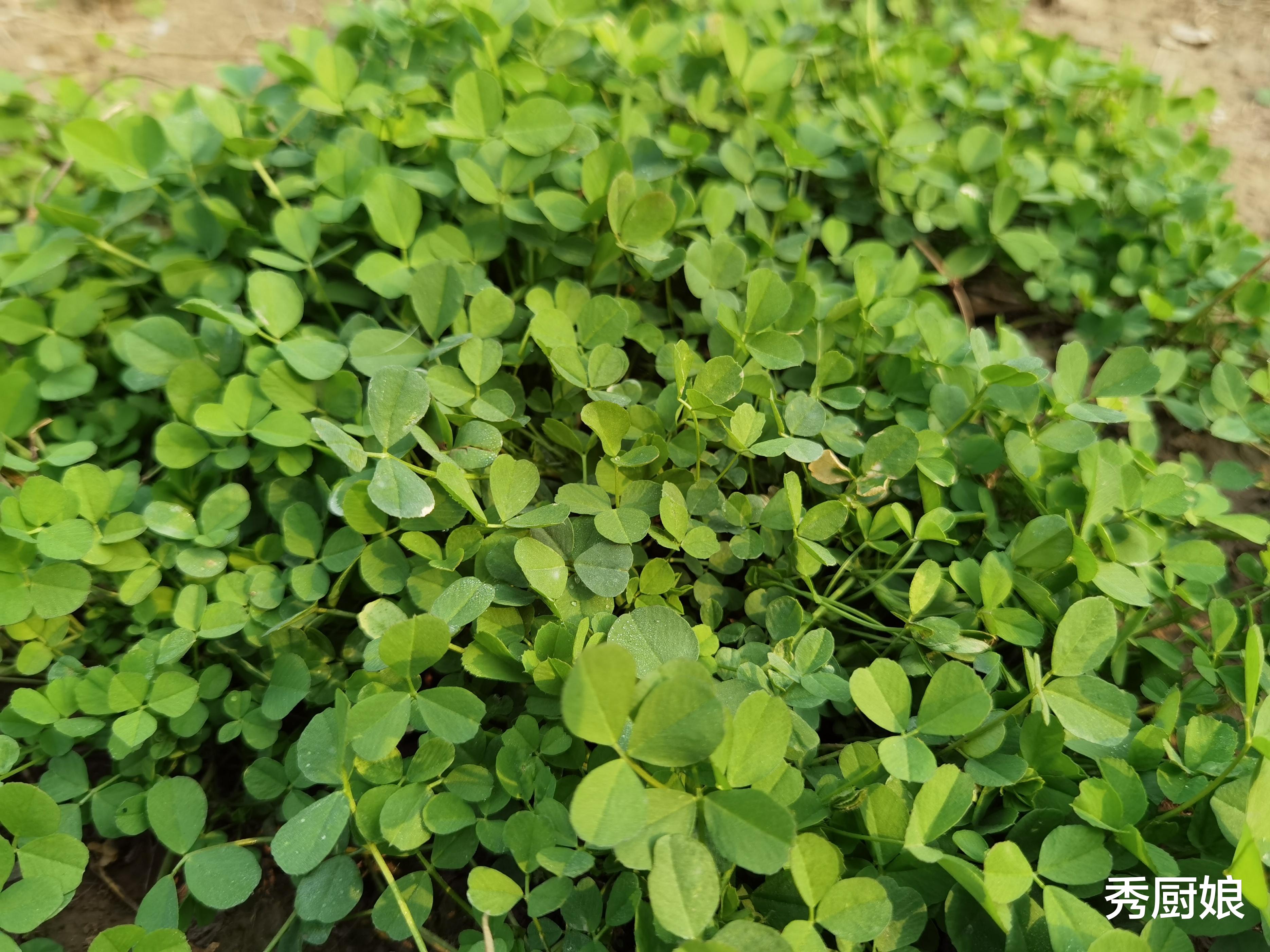 苜蓿|李时珍说它“利五脏，清内热”，比白菜、萝卜更营养，冬季必吃！