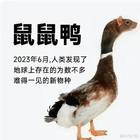 鸭脖|如果要聊鼠头鸭脖,我们就得来点重磅的