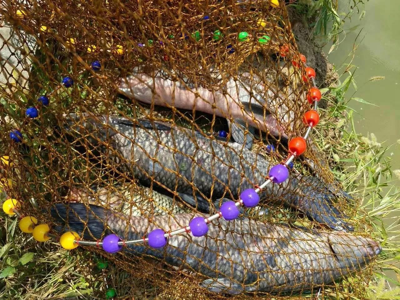 钓友用台钓法，一竿钓获四条大鱼，是怎么做到的？