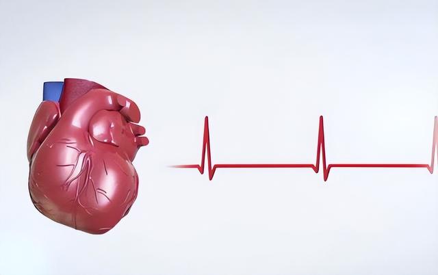 心率快慢和寿命有关吗?心率60的人和心率80的人,哪个更长寿?
