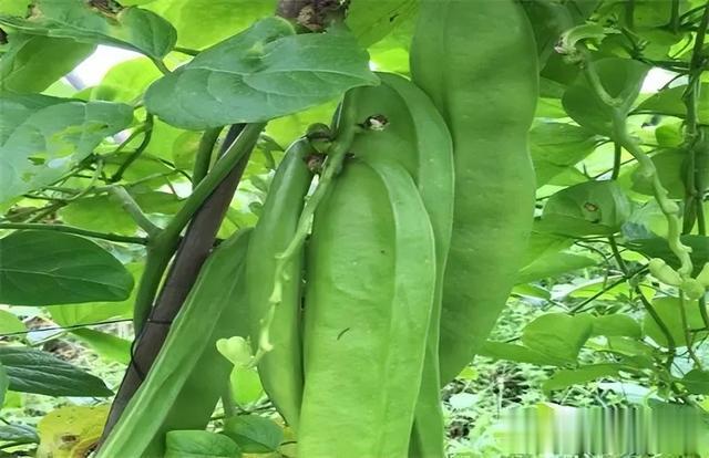 腌菜|每株都含有剧毒，农村30年前却常用来做腌菜，为何如今消失不见？