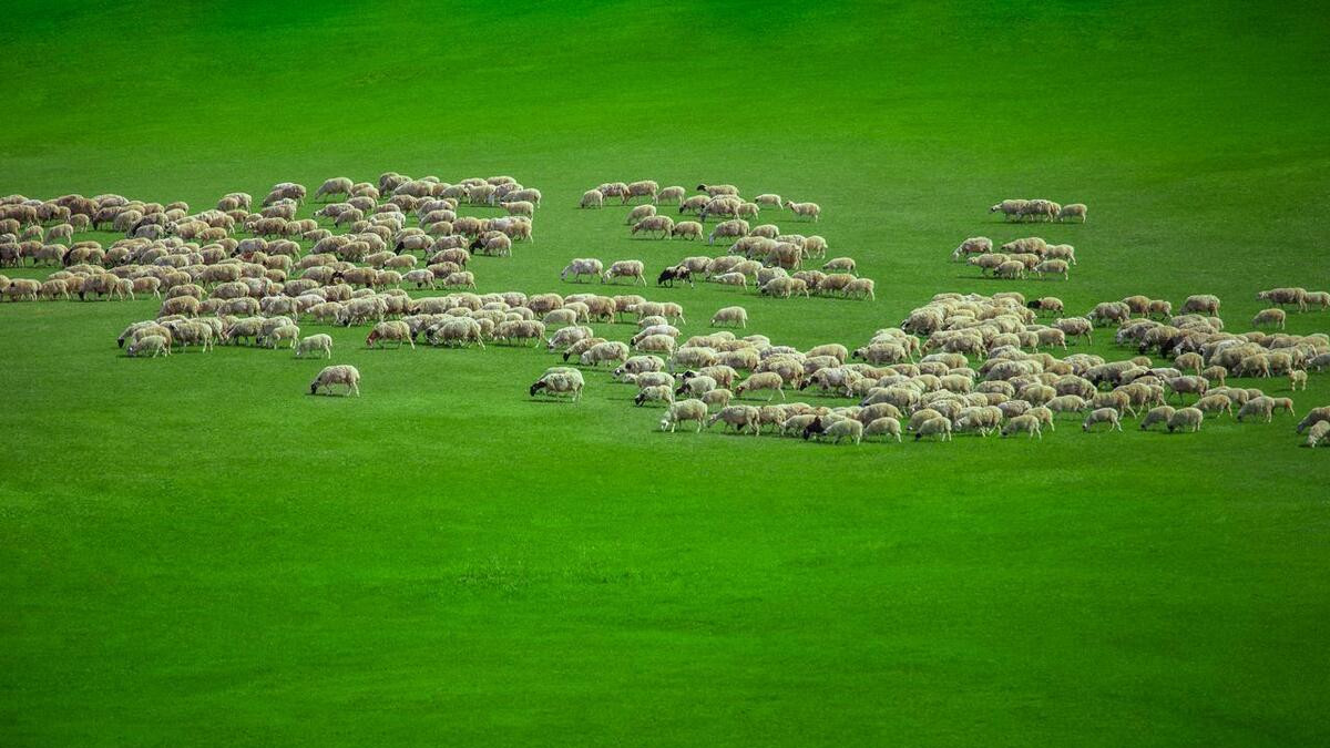 羊肉|山西右玉羊肉和内蒙羊肉对比，有哪些差异？