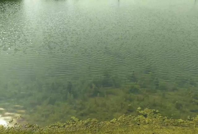 饵料|水底不干净,担心鱼看不到钩饵?这种应对方法可以安心上鱼