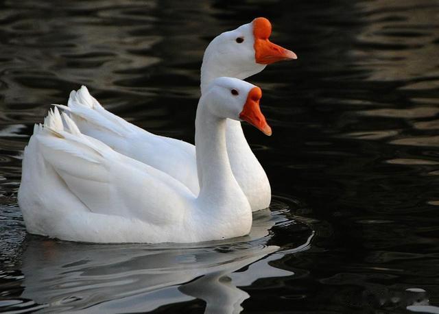 鹅蛋|鹅蛋为啥少有人吃？也很少有鹅蛋卖？我也是刚知道，真的涨知识了