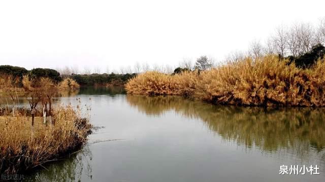 沙家浜|中国必去的赏花之地，七：常熟沙家浜, 芦花胜雪