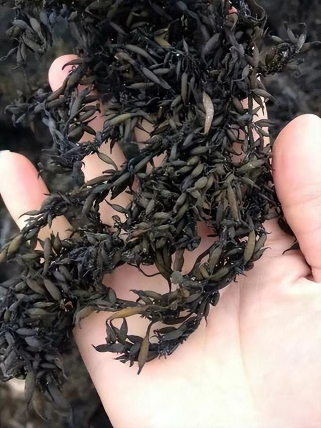 野菜|我国烂大街的“野菜”,被日本进口还疯抢,还被称为“长寿菜”?