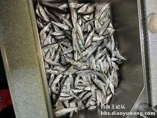 2024第一钓，地狱猫助力渔获丰