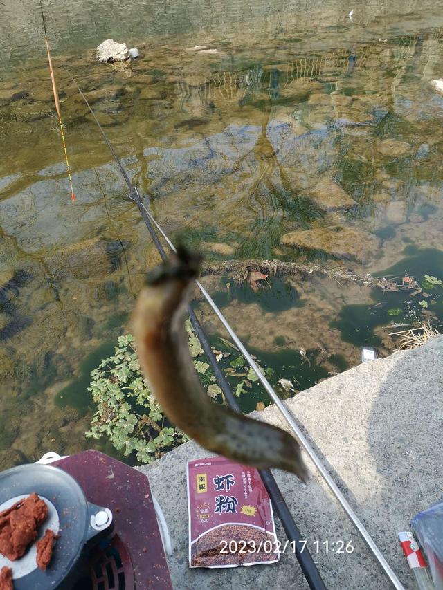 饵料|【钓鱼之家虾粉】放开70天第一钓，虾粉助我过足了瘾！