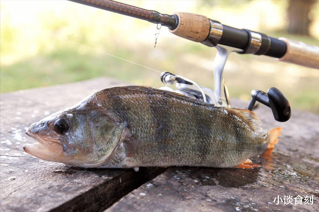鲈鱼|“鲈鱼五不吃，吃了秋难安”，爱吃鲈鱼要留意，别瞎吃不当回事