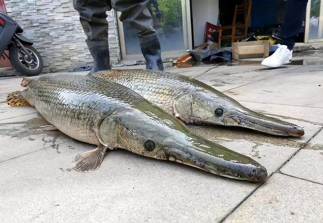 鲫鱼|六种入侵我国的“流氓鱼”，钓鱼钓到别放生，不吃也要无害化处理
