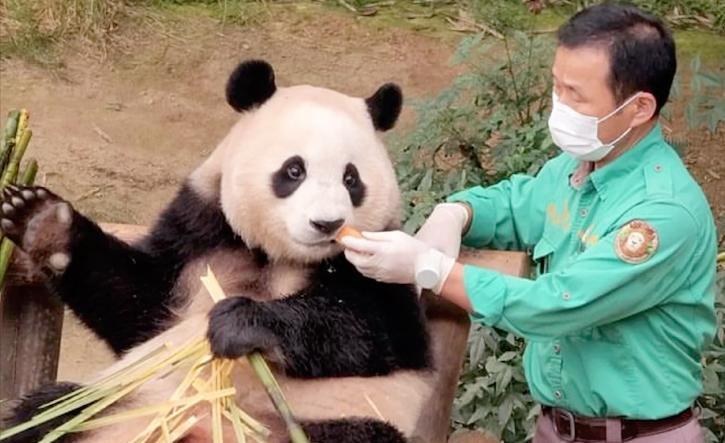 饲养员|大熊猫饲养员招聘热度高，数百简历零录取，看完才知道要求有多高