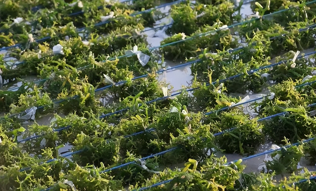 野菜|我国烂大街的“野菜”,被日本进口还疯抢,还被称为“长寿菜”?