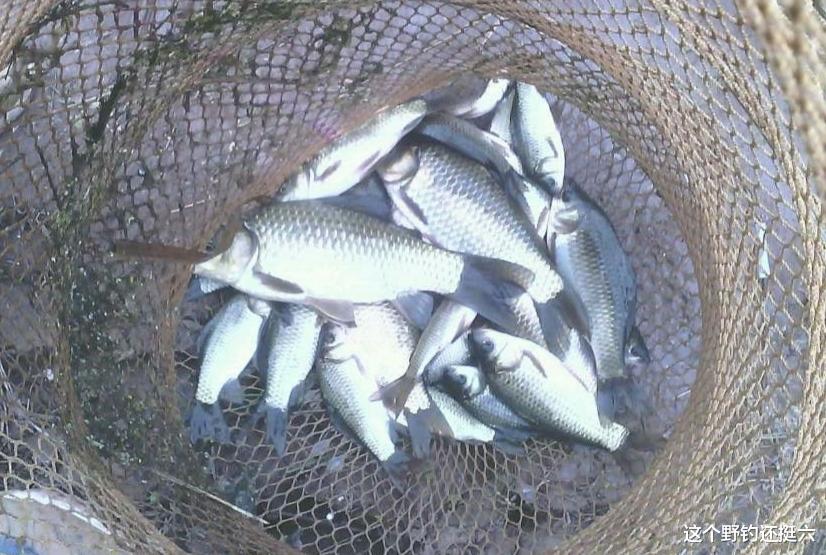 低成本就能钓好鱼！根据鱼的食性用好三类饵料，轻松玩转野钓！
