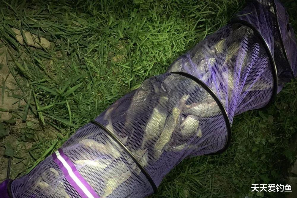 黑鱼|夜钓鲤鱼,爆护秘诀有4个,用好了能狂拉