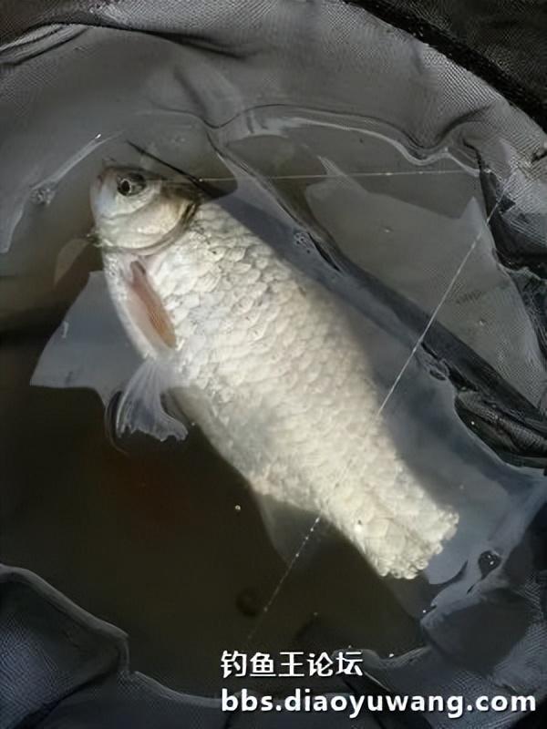 战高温酷暑,获大鲫双草