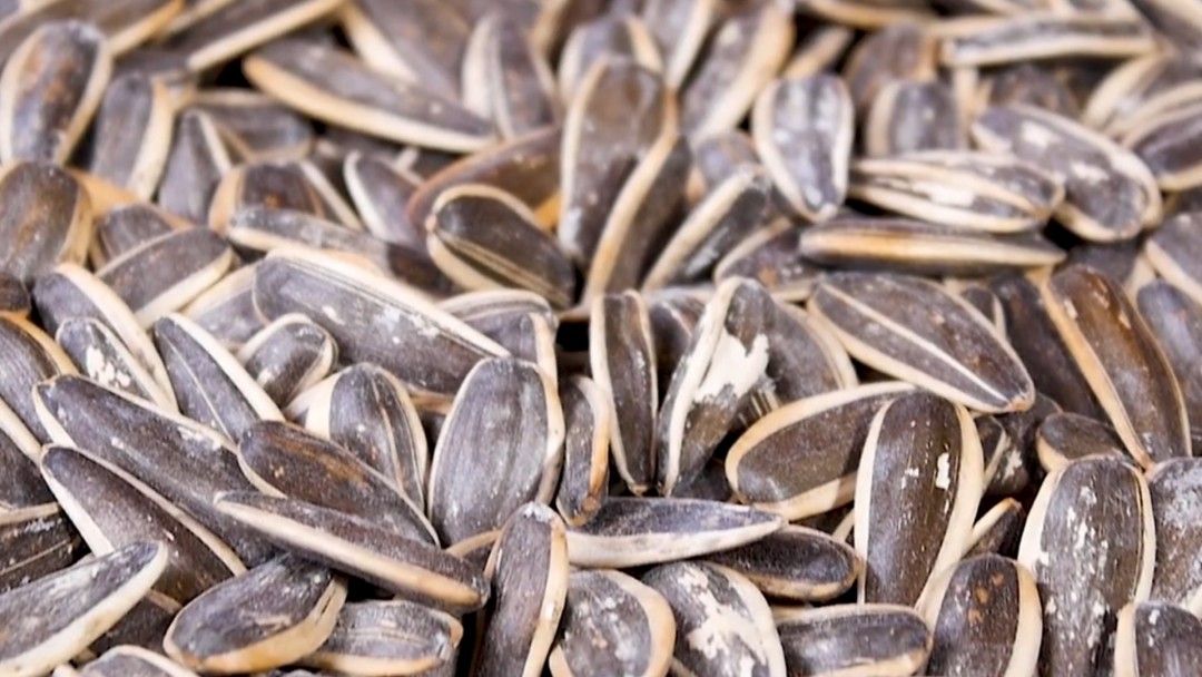 葵花籽|一把瓜子一口茶 零食瓜子怎么流行起来的