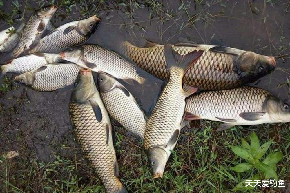 仲秋野钓大水面,自制“绝杀”老玉米,专门“斩”大鱼