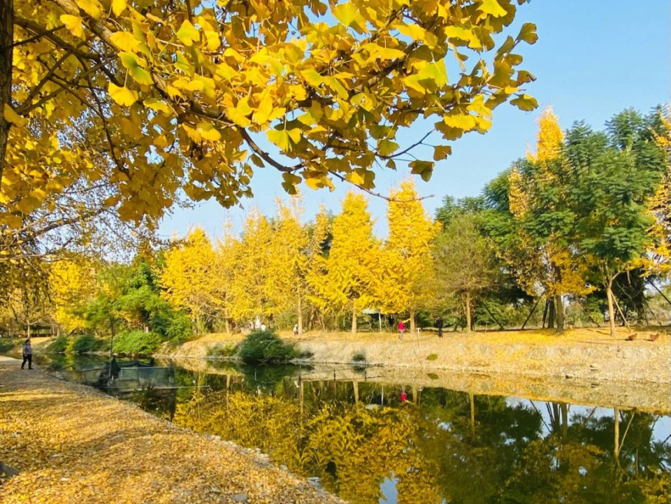 |四川崇州巨美银杏打卡地，如同闯进金色秋日童话世界，拍照很出片