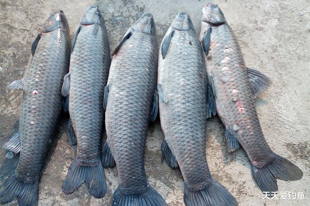 饵料|图解无铅钓法,钓大鱼第一钓法,不会用要吃亏