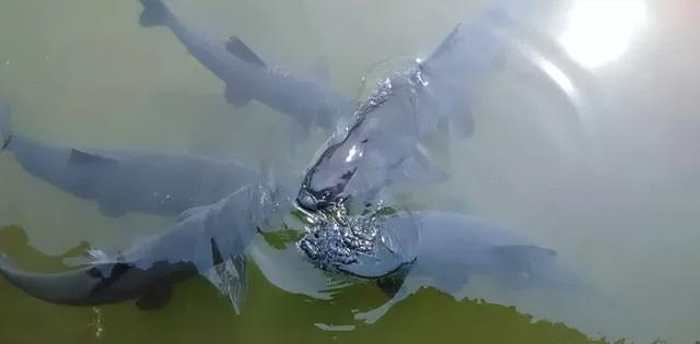鲢鳙|钓鲢鳙怎么看漂抓口？