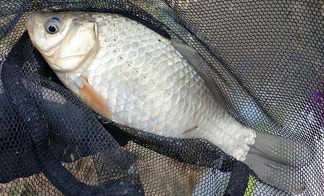 饵料|钓鱼没有捷径,别被小广告欺骗,花钱还钓不到鱼